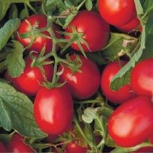 Томат Астерикс F1 - ООО «Семена Тут»