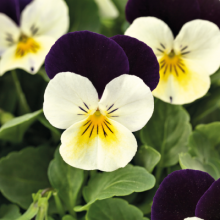 Виола рогатая Эдмаер Вайт Парпл Винг [50 шт] - ООО «Семена Тут»