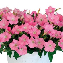 Петуния гибридная Пендолино Софт Пинк [100 драже] - ООО «Семена Тут»