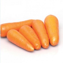 Морковь СВ 3118 ДЧ F1 (фракция 1,6- 1,8 мм) - ООО «Семена Тут»