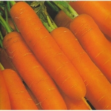 Морковь Бейби F1 (инкруст. семена) (фракция: 1,8-2,0 мм) - ООО «Семена Тут»
