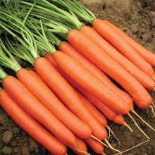 Морковь Канберра F1 (фракция: 1,8-2,0 мм) - ООО «Семена Тут»