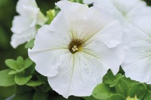 img-1: Петуния грандифлора Лимбо Джи Пи Силвери Мун [1000 драже] - ООО «Семена Тут»