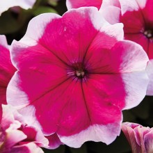 Петуния мультифлора Мамбо Джи Пи Роуз Пикоти [1000 драже] - ООО «Семена Тут»