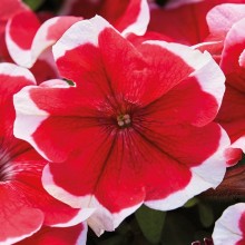 Петуния мультифлора Мамбо Джи Пи Ред Пикоти [1000 драже] - ООО «Семена Тут»