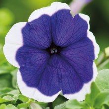 Петуния мультифлора Мамбо Джи Пи Блю Пикоти [1000 драже] - ООО «Семена Тут»