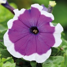 Петуния мультифлора Мамбо Джи Пи Виолет Пикоти [1000 драже] - ООО «Семена Тут»