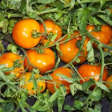 Томат Айсан F1 - ООО «Семена Тут»