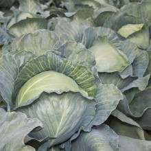 Капуста белокочанная KS 29 F1 - ООО «Семена Тут»