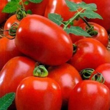 Томат Багги F1 - ООО «Семена Тут»