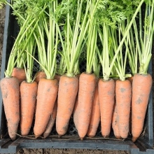 Морковь Канада F1 (фракция: 1,8-2,0 мм) - ООО «Семена Тут»