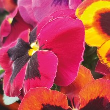 Виола крупноцветковая Селло Сангрия [1000 шт] - ООО «Семена Тут»