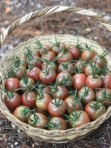 img-2: Томат Мерхаба F1 - ООО «Семена Тут»