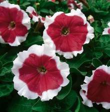 img-2: Петуния грандифлора Фрост Файр [50 драже] - ООО «Семена Тут»