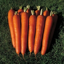 Морковь Бангор F1 (фракция: 1,8-2,0 мм) - ООО «Семена Тут»