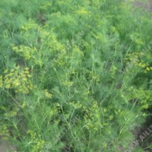 Укроп Ханак - ООО «Семена Тут»