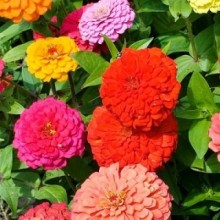 Цинния Пепито Микс [5 гр] - ООО «Семена Тут»