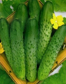 Огурец Аскер F1 - ООО «Семена Тут»