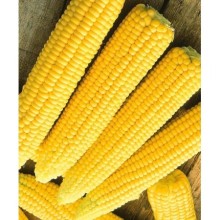 Кукуруза Анбес F1 - ООО «Семена Тут»