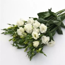 img-1: Эустома Флэр Вайт [1000 драже] - ООО «Семена Тут»