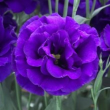 Эустома Арена 1 Парпл [100 драже] - ООО «Семена Тут»