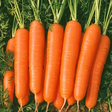 Морковь Болеро F1 (фракция 1,6-1,8 мм) - ООО «Семена Тут»