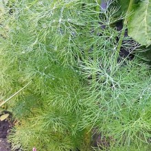 Укроп кустовой Приполярный - ООО «Семена Тут»