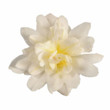 img-1: Бегония Фанки Вайт [1000 драже] - ООО «Семена Тут»