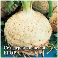 Сельдерей корневой Егор - ООО «Семена Тут»