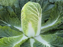 img-1: Капуста пекинская Базуко F1 - ООО «Семена Тут»