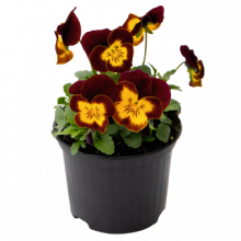 Виола рогатая Эдмаер Ред Еллоу Фэйс [50 шт] - ООО «Семена Тут»