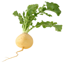 Репа Диско - ООО «Семена Тут»