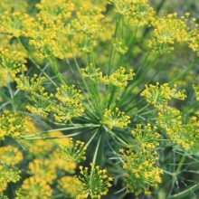 Укроп Парасоль - ООО «Семена Тут»