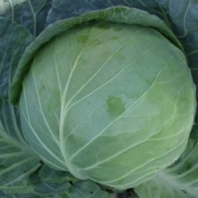 Капуста белокочанная Альбатрос F1 - ООО «Семена Тут»