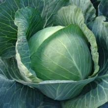 Капуста белокочанная Авак F1 - ООО «Семена Тут»