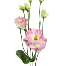 Эустома Алисса 2 Ферст Лав [1000 драже] - ООО «Семена Тут»