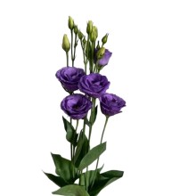 Эустома Розита 3 Брайт Блю [1000 драже] - ООО «Семена Тут»