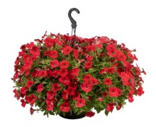 img-1: Петуния ампельная БУМ Ред [1000 драже] - ООО «Семена Тут»