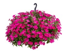 img-1: Петуния ампельная БУМ Роуз [1000 драже] - ООО «Семена Тут»