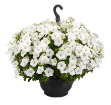 img-1: Петуния ампельная БУМ Вайт [1000 драже] - ООО «Семена Тут»