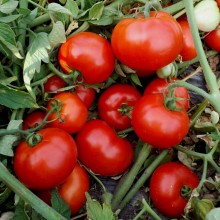 Томат Руфус F1 - ООО «Семена Тут»