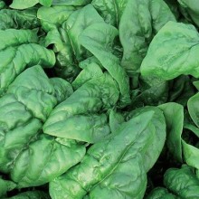 Шпинат Сантос F1 - ООО «Семена Тут»