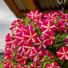 Петуния ампельная Саксесс Роуз Стар [100 драже] - ООО «Семена Тут»