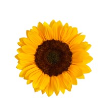 Подсолнечник Винсент F1 Чойс Саммер DMR [1000 шт] - ООО «Семена Тут»