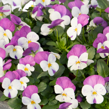 Виола рогатая Эдмаер Вайт Пинк Винг [50 шт] - ООО «Семена Тут»