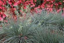 img-1: Овсяница валлисская Бадди Блю [1000 шт] - ООО «Семена Тут»