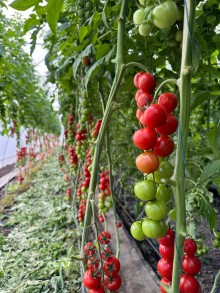 img-2: Томат Арома F1 - ООО «Семена Тут»