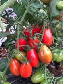 img-3: Томат Пекбол F1 - ООО «Семена Тут»