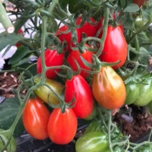 Томат Пекбол F1 - ООО «Семена Тут»