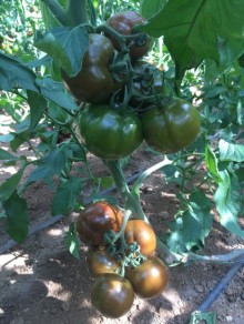 img-1: Томат БИГ Сашер F1 - ООО «Семена Тут»